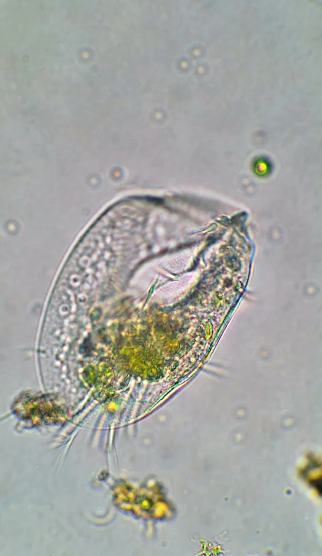 An oval transparent microscopic form containing green and gold structures in a pale field.